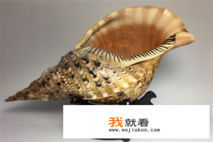 口袋妖怪，历代化石是那些？