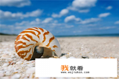 口袋妖怪，历代化石是那些？