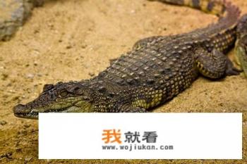 鳄鱼跟骆驼是同类吗？