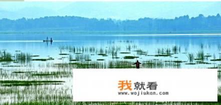 威宁草海的草是什么草？