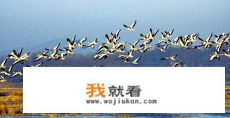 威宁草海的草是什么草？