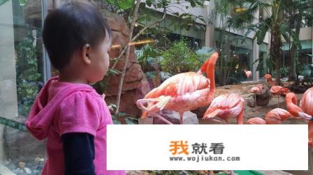 珠海长隆国际海洋度假区的摩天轮什么时候对外开放？