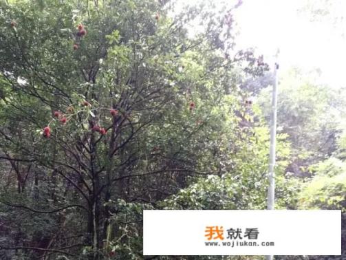 湖南酸枣糕最正宗做法？