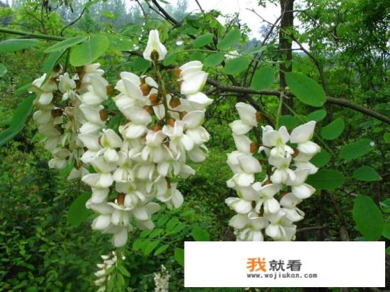什么是槐花麦饭？
