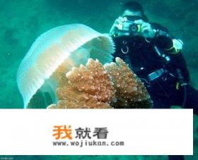 泰国普吉深潜哪个岛比较好？