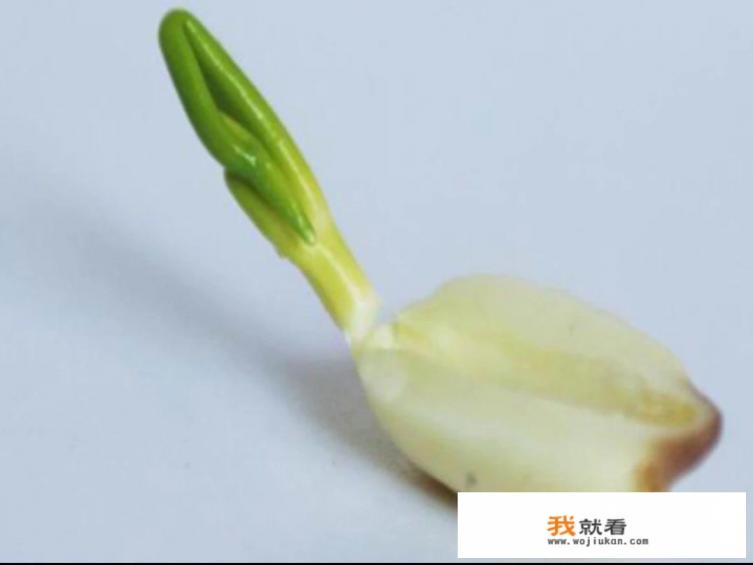 莲子心的用途有哪些？