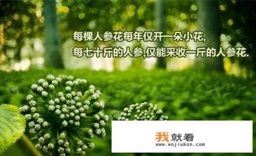 人参花怎么泡？