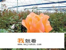 花图片怎么可以播放整首歌？