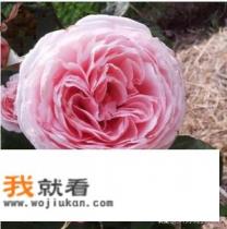 花图片怎么可以播放整首歌？