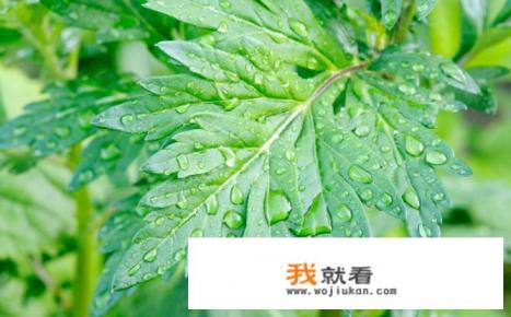 我们的节日端午节手抄报？
