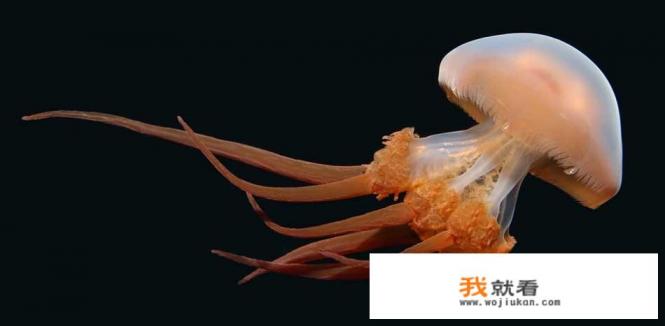 水母与海蜇怎么区分? 水母与海蜇怎么区分?