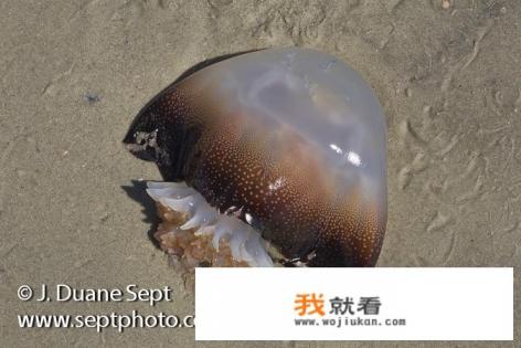 水母与海蜇怎么区分? 水母与海蜇怎么区分?