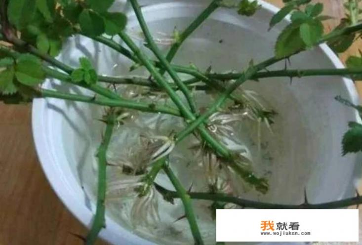 白糖桂花腌制方法? 白糖桂花腌制方法?