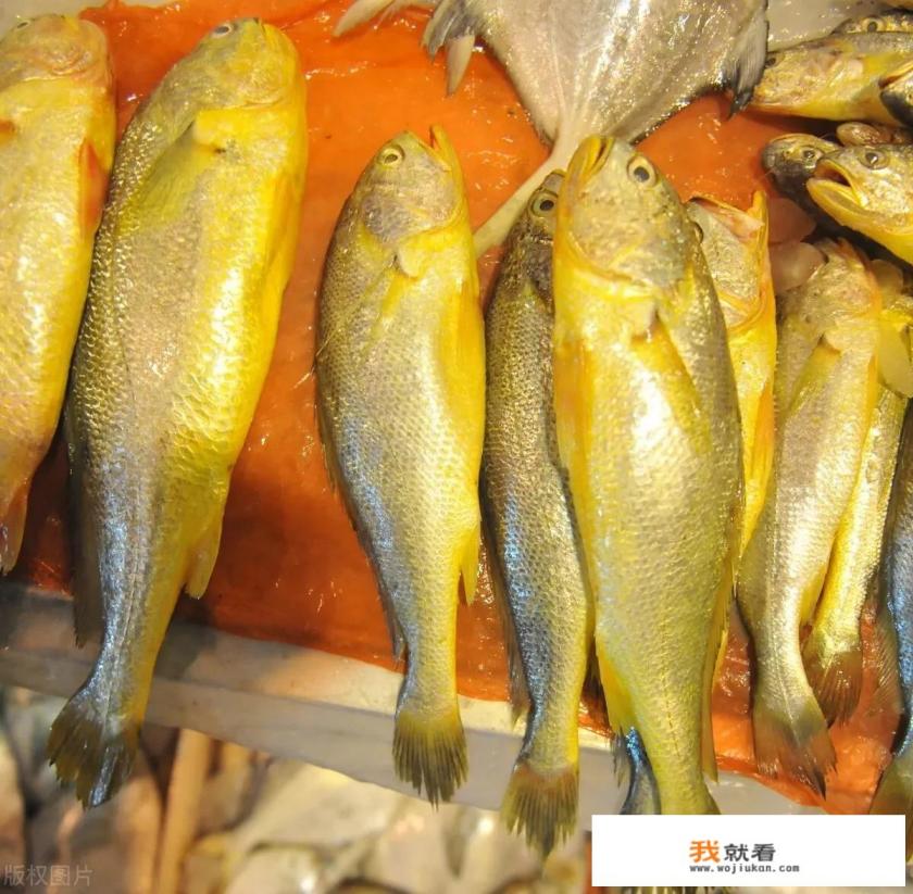 为什么野生的黄花鱼那么贵? 为什么野生的黄花鱼那么贵?
