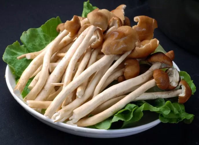 生茶树菇要过水吗? 生茶树菇要过水吗?