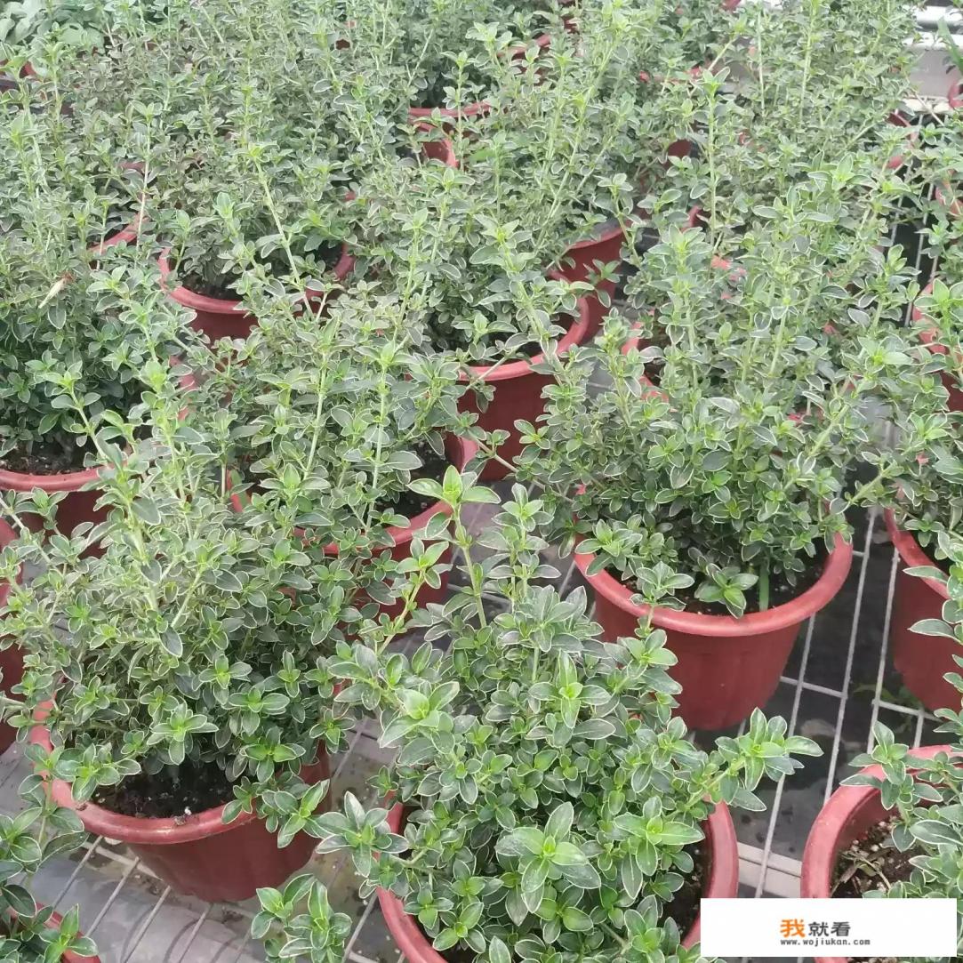 红花六月雪和白花六月雪的区别有哪些？养殖时，该注意些什么？