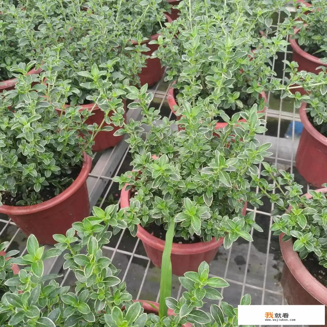 红花六月雪和白花六月雪的区别有哪些？养殖时，该注意些什么？