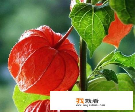 姑娘果是哪里特产？