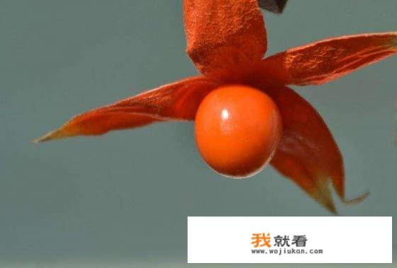 姑娘果是哪里特产？