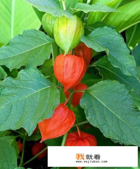 姑娘果是哪里特产？