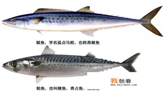 燕鲅鱼和鲐鲅鱼的区别有图片吗？