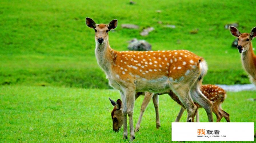 十一长假,黑龙江人能去吉林,辽宁自驾车旅游么? 十一长假,黑龙江人能去吉林,辽宁自驾车旅游么?