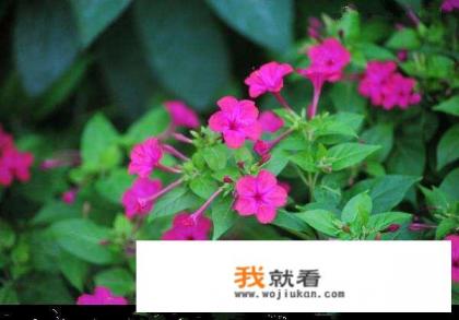 夏日养生小常识你get到了吗?你怎么看? 夏日养生小常识你get到了吗?你怎么看?