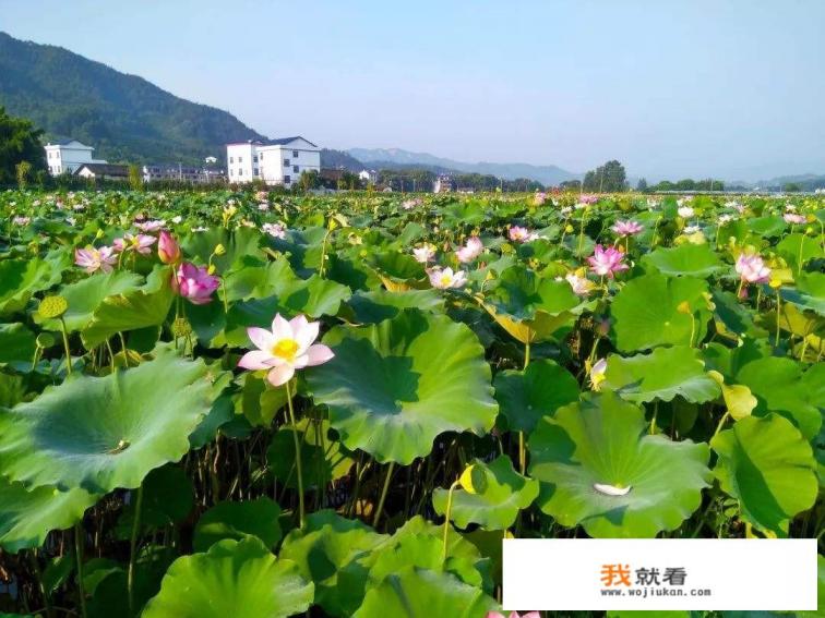 夏日养生小常识你get到了吗?你怎么看? 夏日养生小常识你get到了吗?你怎么看?