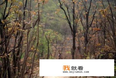 香椿木有什么价值? 香椿木有什么价值?