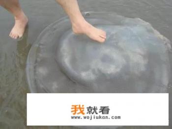 人工养的水母有毒吗,可以碰吗? 人工养的水母有毒吗,可以碰吗?