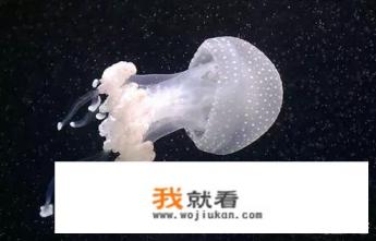 人工养的水母有毒吗,可以碰吗? 人工养的水母有毒吗,可以碰吗?