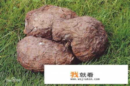 茯苓是什么？有何功效？