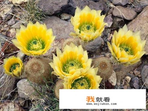 如何评价《西海情歌》这首歌？