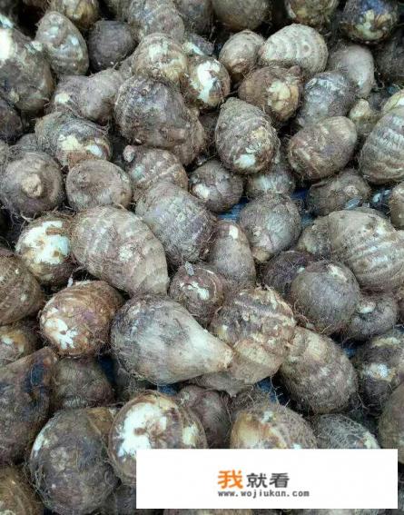 粉香芋和毛芋头哪个好吃？