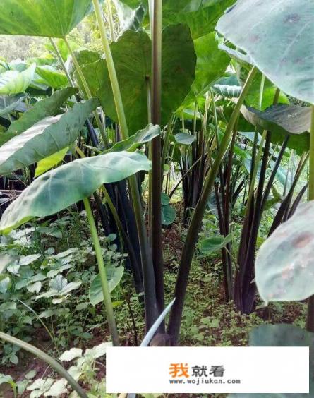 粉香芋和毛芋头哪个好吃？