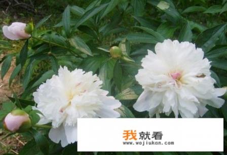 白芍作为中药材，都有哪些功效与作用？