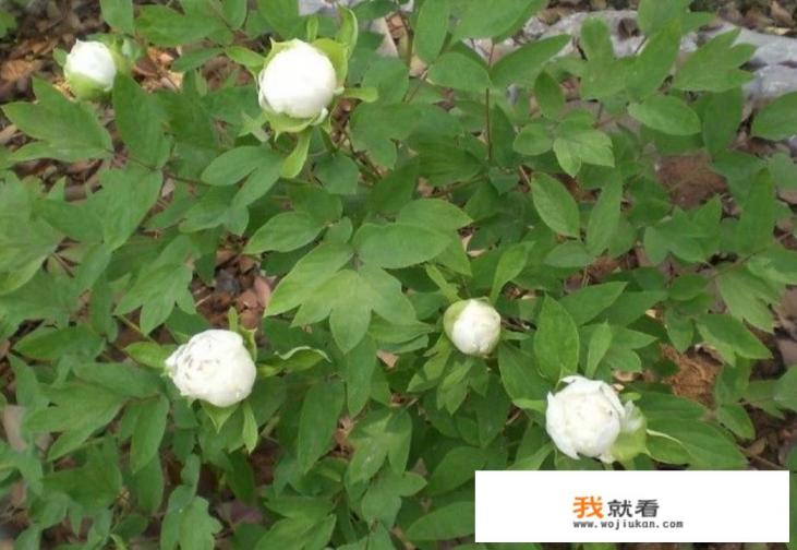 白芍作为中药材，都有哪些功效与作用？