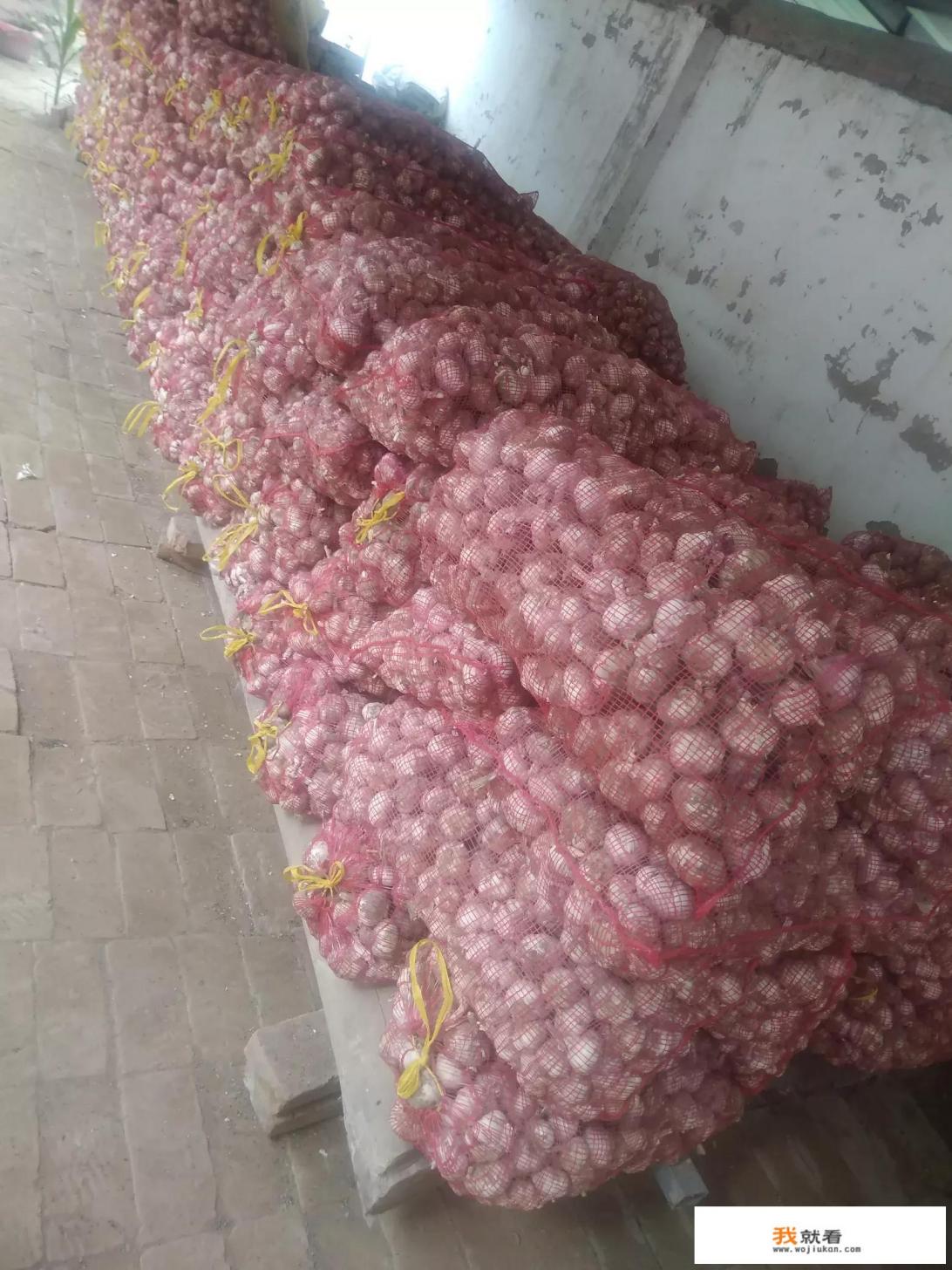 山东金乡成为“中华蒜都”，前几年价格一路猛涨，2018今天行情会如何呢？