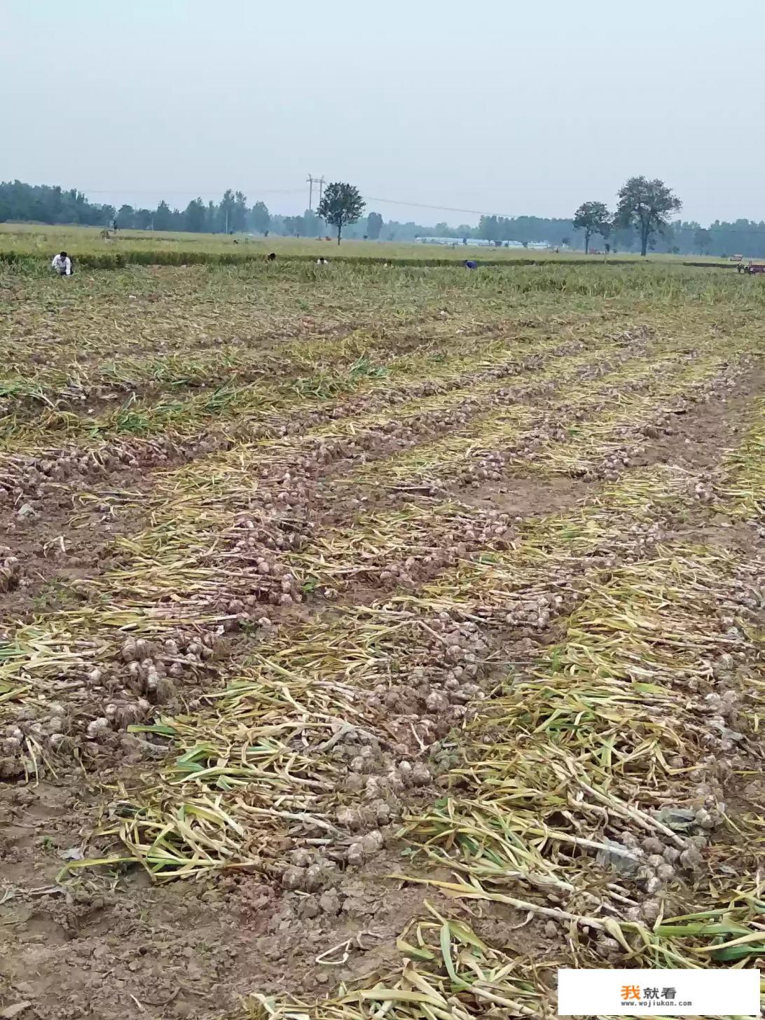 山东金乡成为“中华蒜都”，前几年价格一路猛涨，2018今天行情会如何呢？