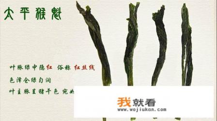 太平猴魁到底是什么茶？
