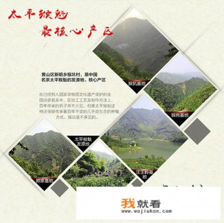 太平猴魁到底是什么茶？