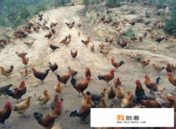 想在农村办个100只的养鸡场，大约需要投资多少钱？