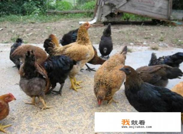 想在农村办个100只的养鸡场，大约需要投资多少钱？