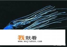 海底一万米到底有多恐怖？