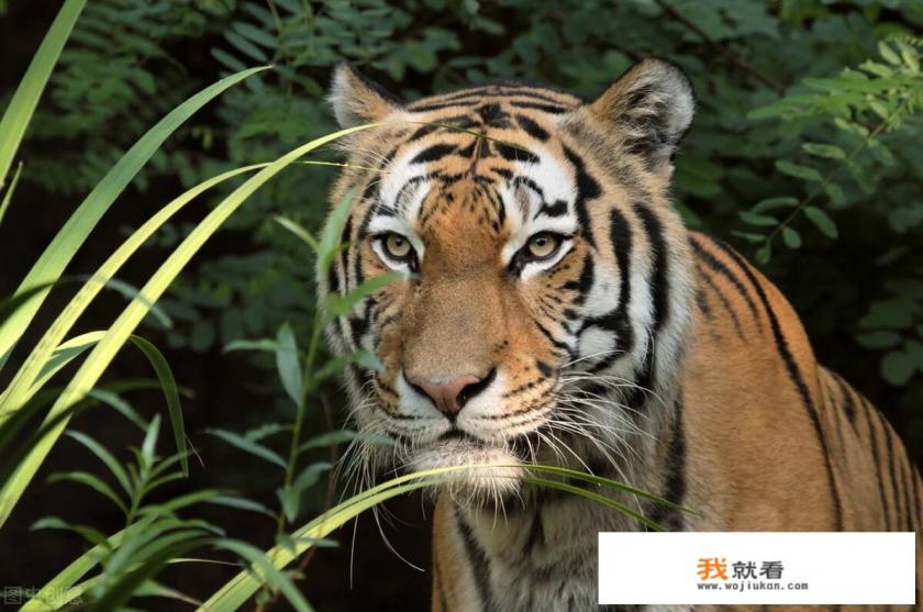 电影《12生肖》好看吗? 电影《12生肖》好看吗?