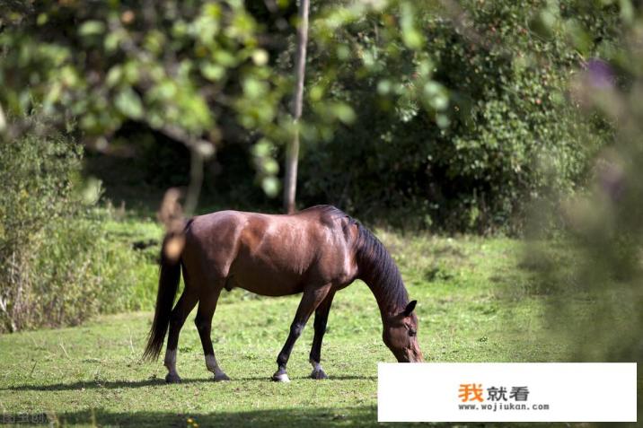 电影《12生肖》好看吗? 电影《12生肖》好看吗?