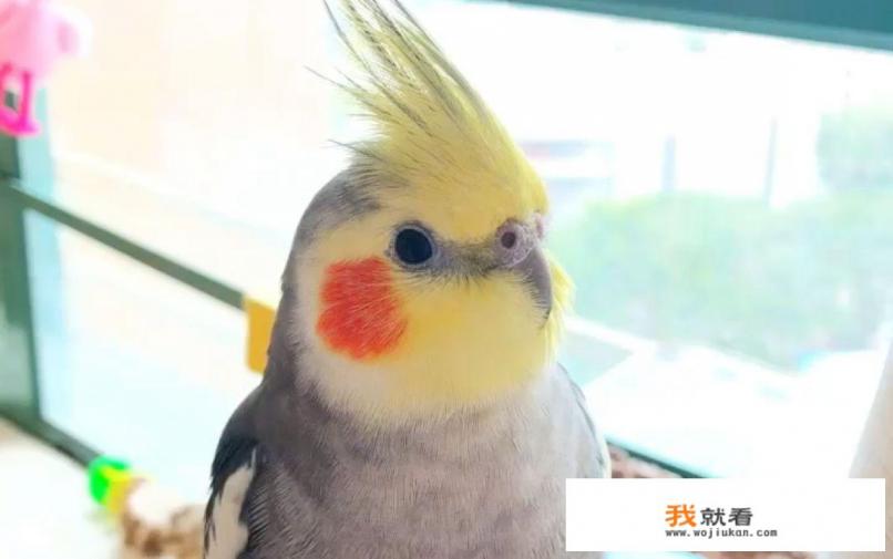 虎皮鹦鹉的养殖方法和注意事项? 虎皮鹦鹉的养殖方法和注意事项?