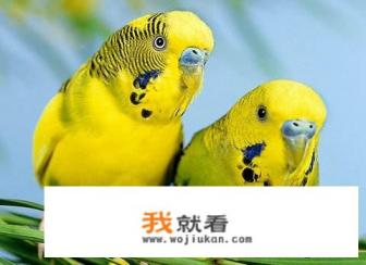 虎皮鹦鹉的养殖方法和注意事项? 虎皮鹦鹉的养殖方法和注意事项?