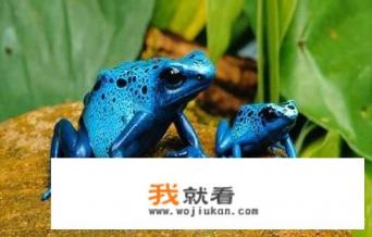 现在，在大田里为什么很少再见到青蛙、蟾蜍、四脚蛇、麻雀、七星瓢虫等这些小动物了呢？