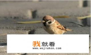 现在，在大田里为什么很少再见到青蛙、蟾蜍、四脚蛇、麻雀、七星瓢虫等这些小动物了呢？